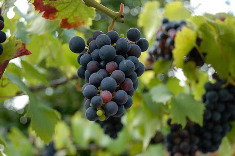 Enoregioni italiane: Litorale Domizio e Alto Casertano