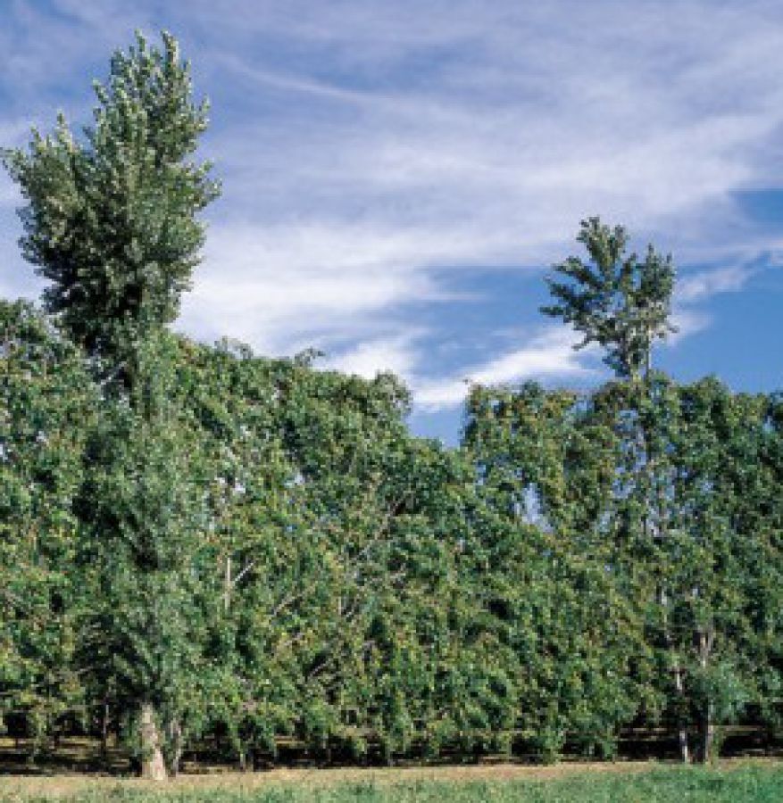 Enoregioni italiane: Aversano