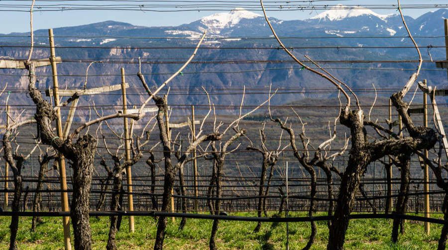 Campione del Mondo 2017 un Brut Rose? altoatesino