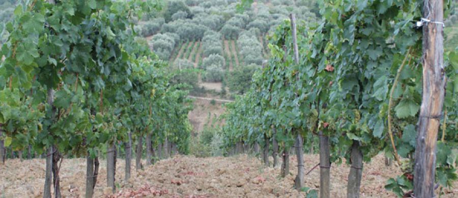 Enoregioni italiane: Cilento