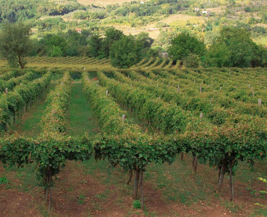 Enoregioni italiane: Irpinia