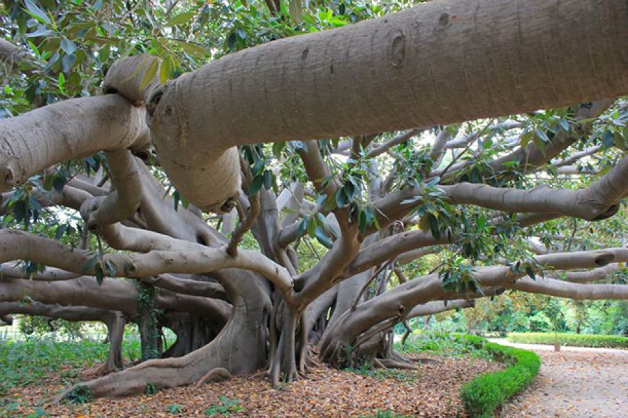Elenco nazionale degli Alberi Monumentali d’Italia