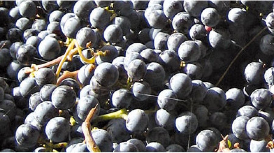 Il cambiamento climatico cambierà anche il vino?