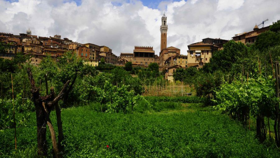 Sta per nascere il “vino di Siena”