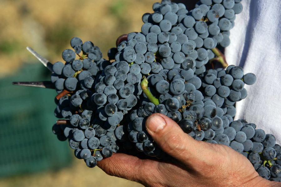 La Maremma Toscana in degustazione