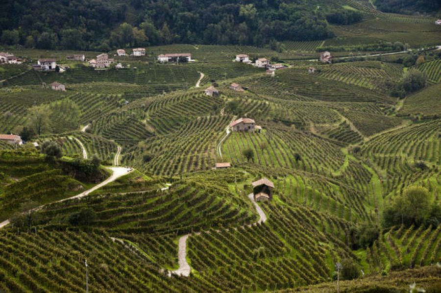 Prosecco Docg: stop all’uso del glifosate