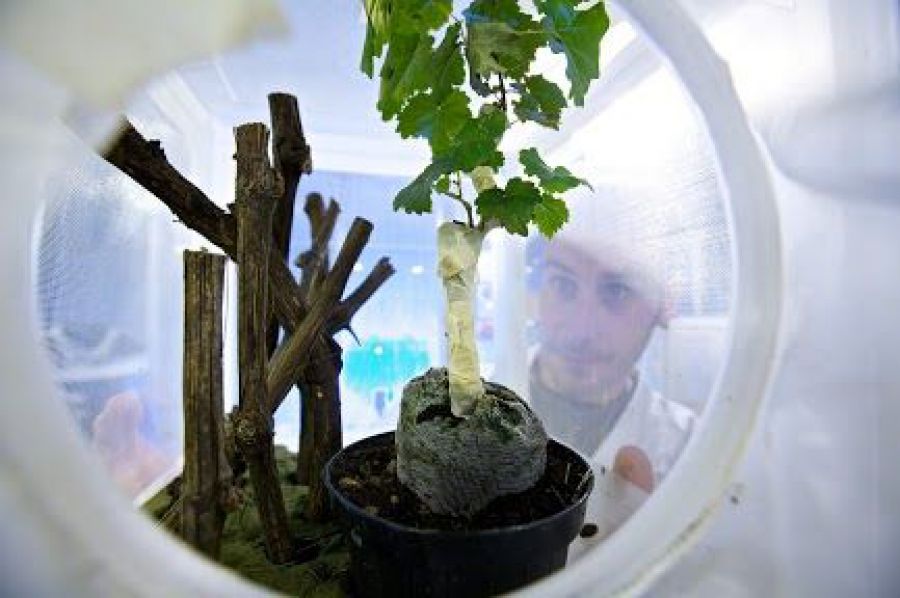 Scoperto il ruolo dei composti volatili nella difesa della vite