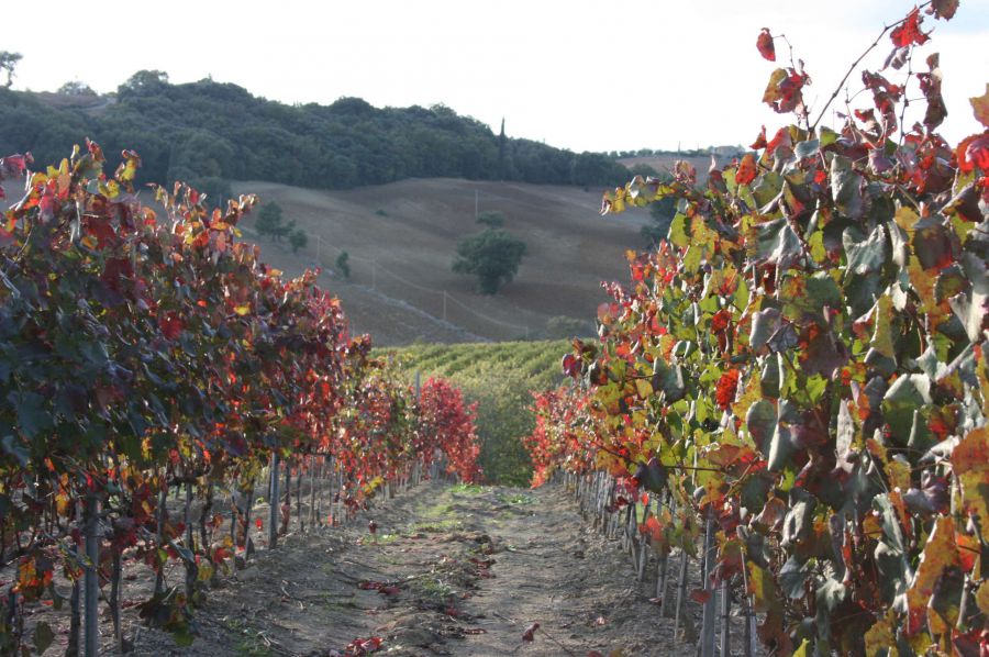 Montecucco: il Sangiovese che non ti aspetti