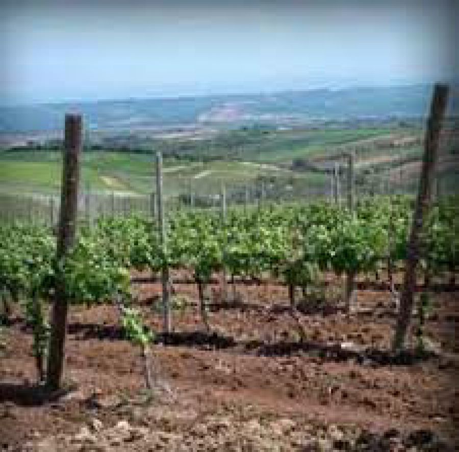 La storia del vino in Molise