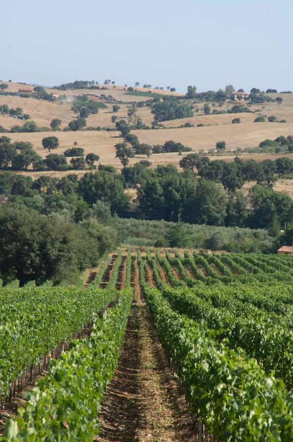 Obiettivo Germania per il Consorzio Doc Maremma Toscana