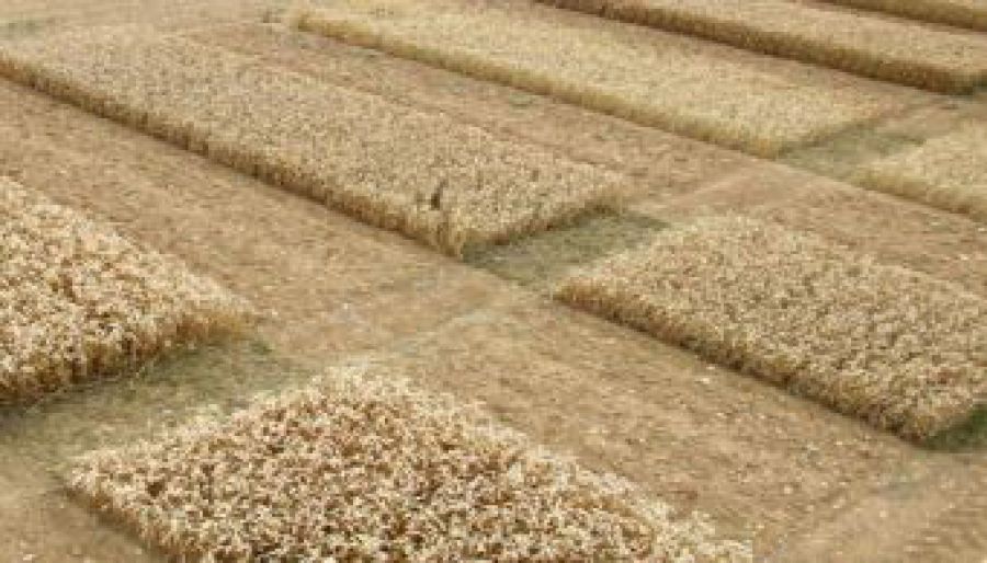 New Breeding Techniques in agricoltura