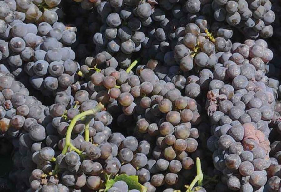 Italian style Pinot grigio