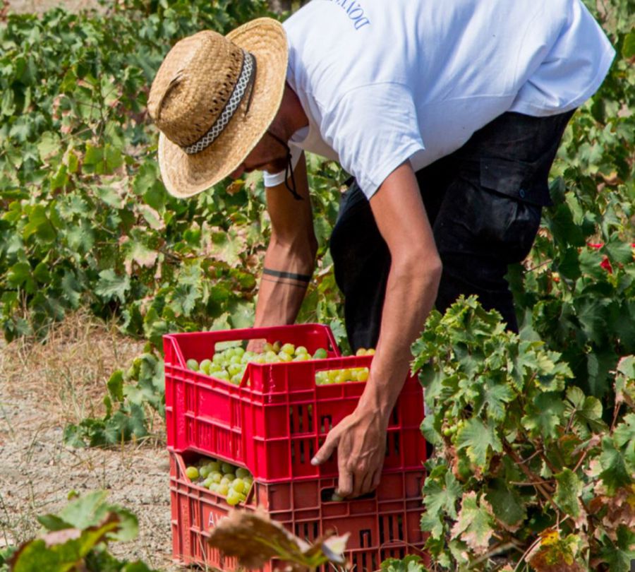 Pantelleria DOC: i vini vulcanici da viticultura eroica