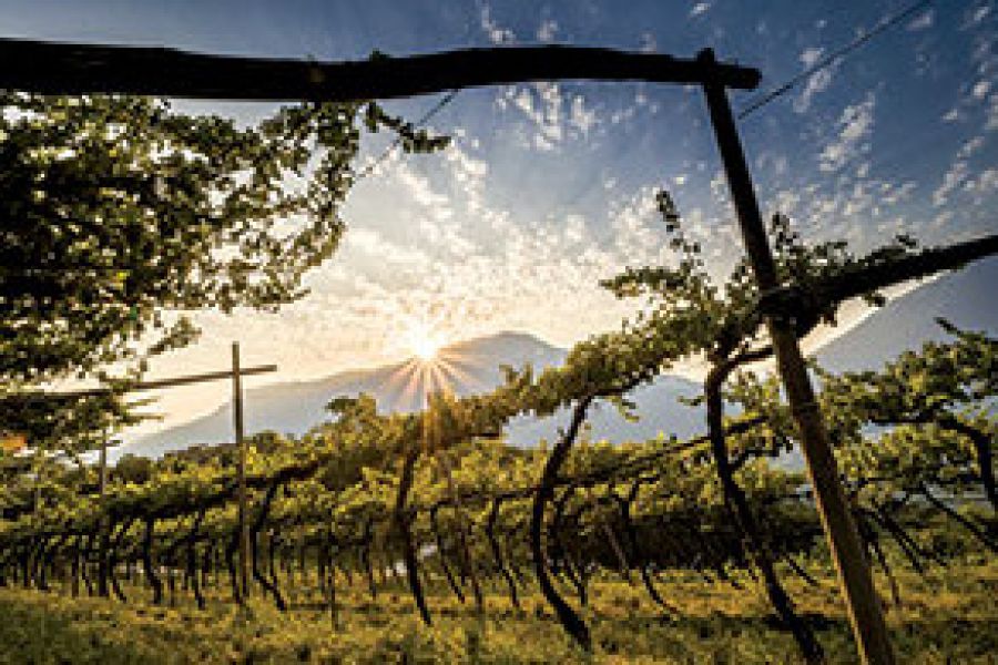 Andamento settore Vini_fatturati 2017