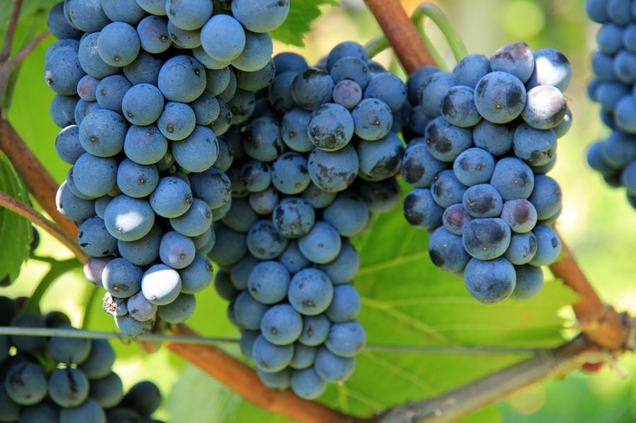 “In vino veritas”: nuove tecniche enologiche