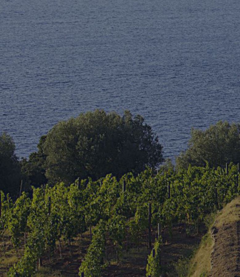 La Doc Maremma Toscana premiata a Vinitaly