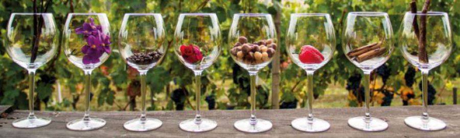 Viaggiatori del vino, istruzioni per l'uso