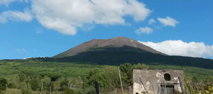 Alberelli tra le vigne sul Vesuvio