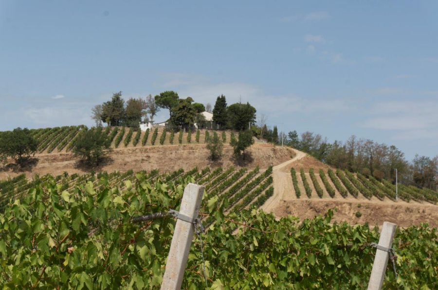 CANTINE APERTE sui colli cesenati