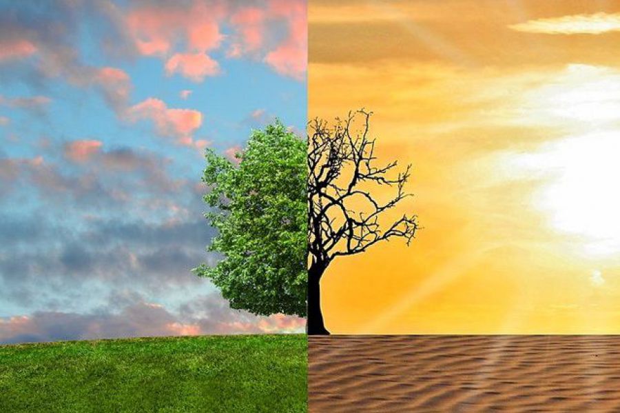 Cambiamenti climatici e coltivazione della vite