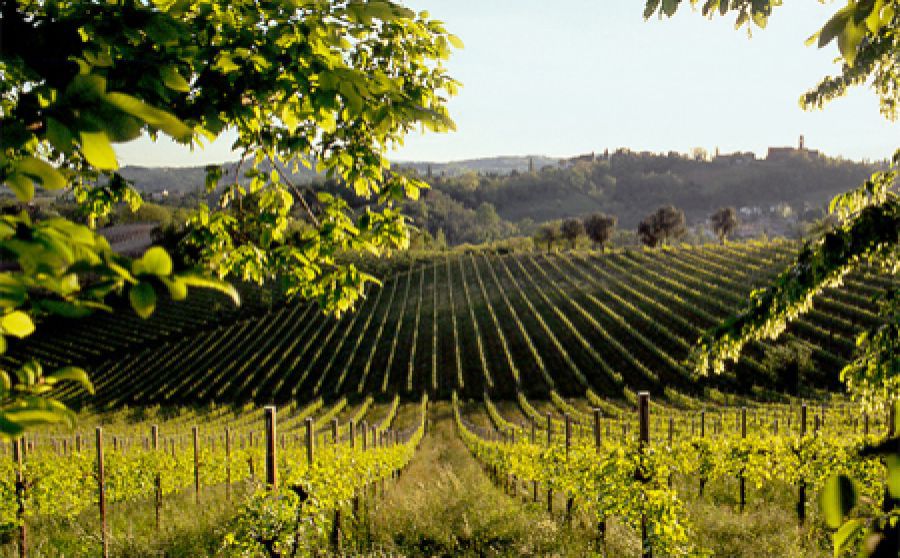 Città del Vino sostiene le Colline del Prosecco Patrimonio Unesco