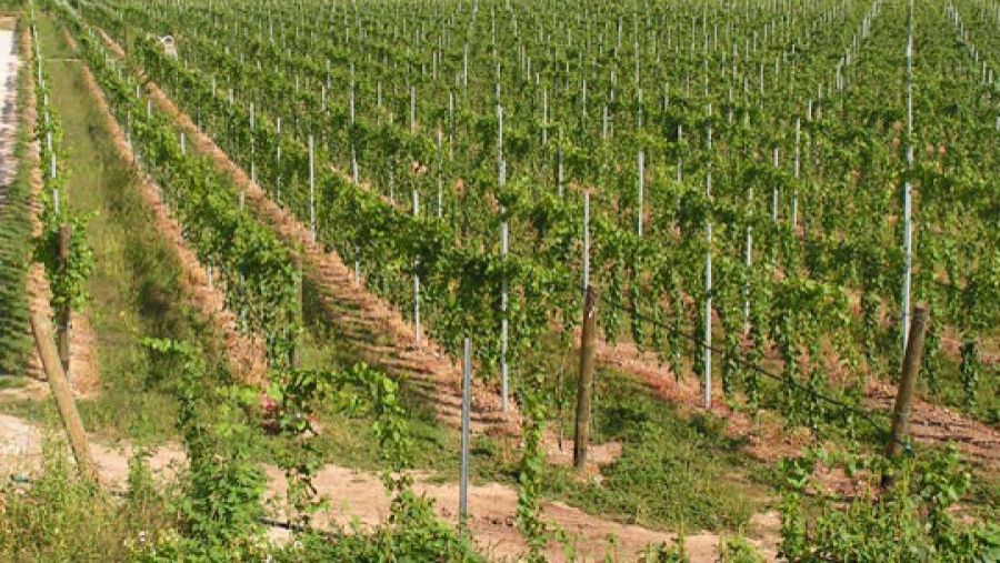 Filiera vitivinicola chiede incontro con Centinaio
