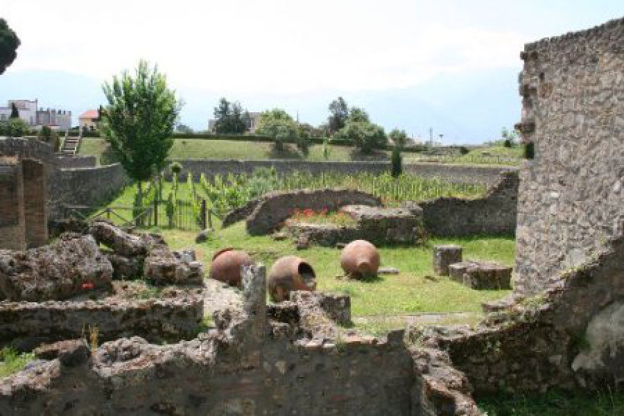 Vigneti urbani antichi e moderni: da Frascati a Pompei