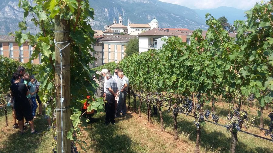 1000 ettari di vigneto bio in Trentino