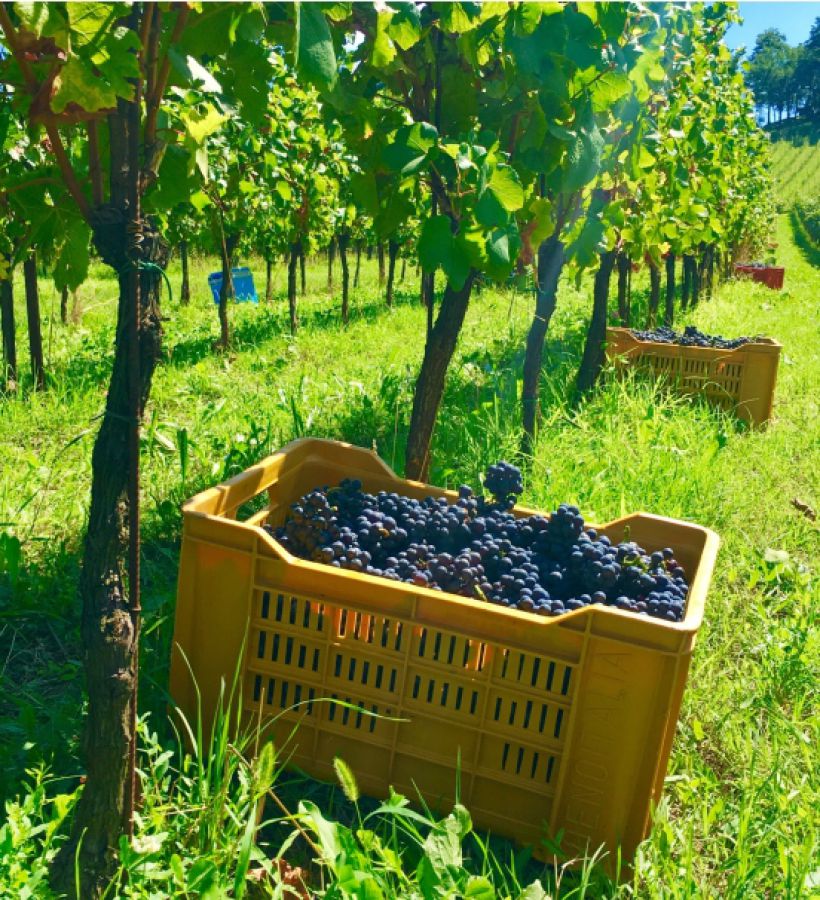 Ferragosto di vendemmia in Franciacorta
