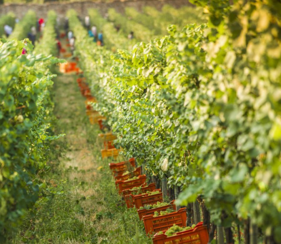 +15% uva per la vendemmia di quest'anno
