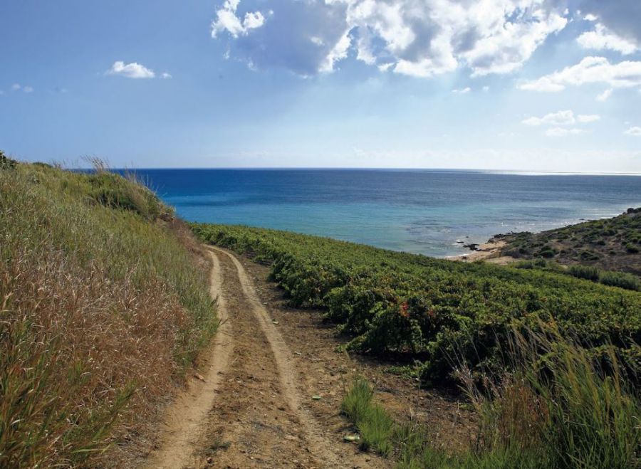 Mandrarossa Vineyard Tour 2018