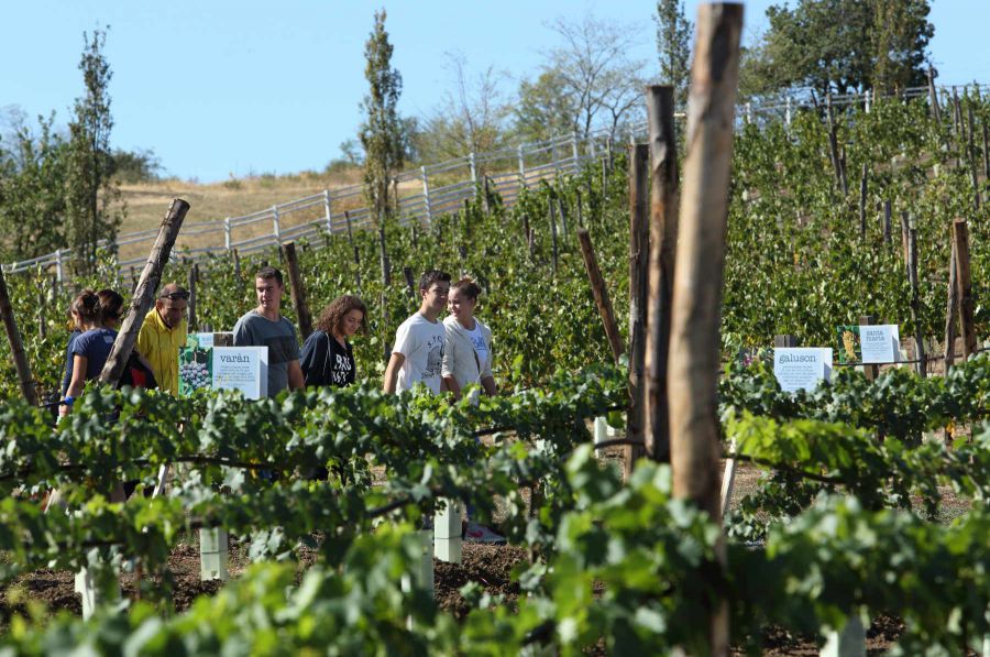 Al Rural Festival anche uva e vini di antichi vitigni