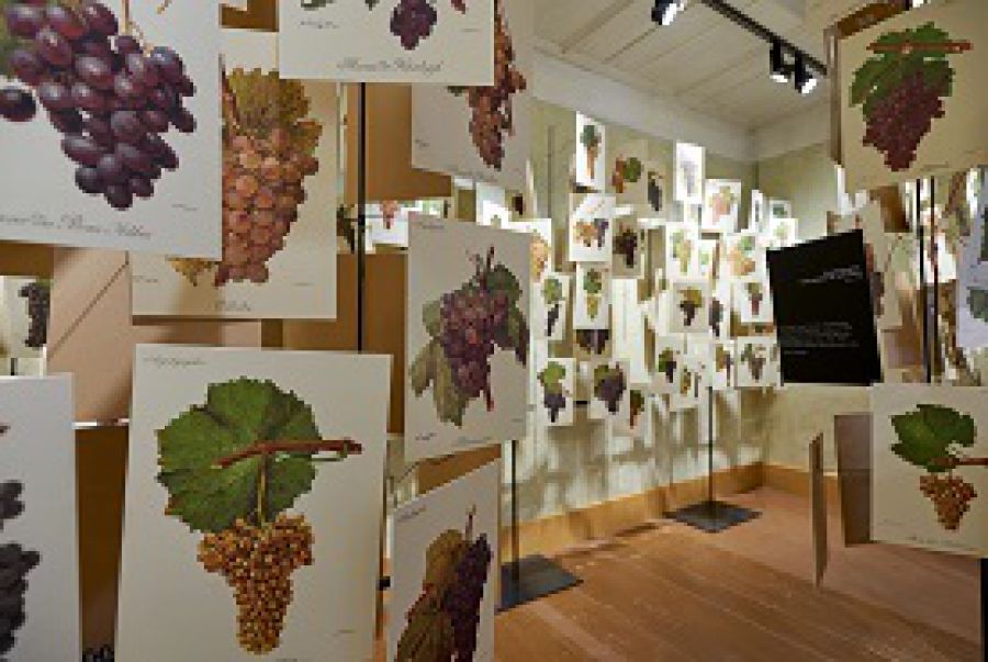 È autunno: vigneti, wine-hotel e degustazioni sul Lago di Costanza