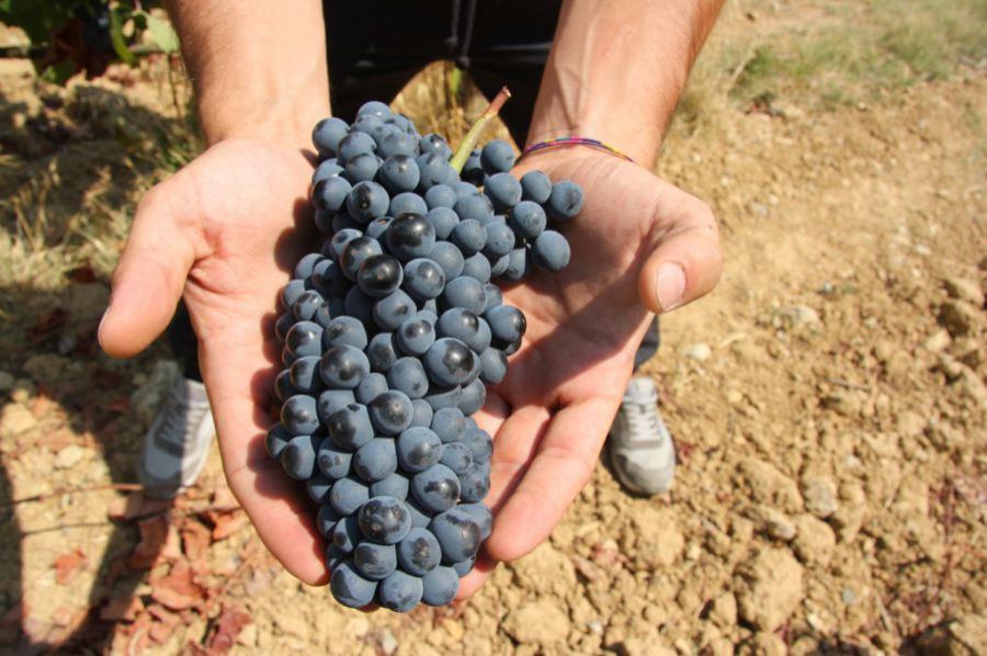 Le prime stime sulla produzione vitivinicola 2018