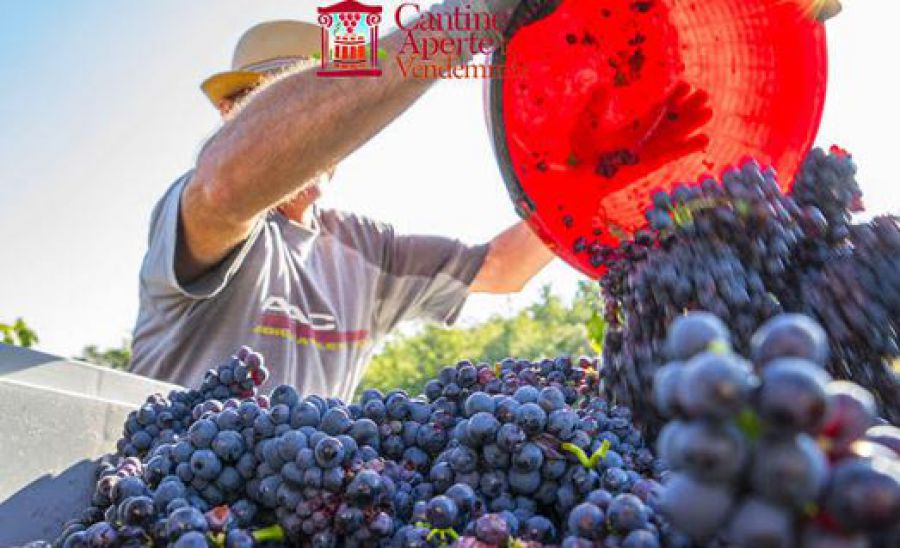 Cantine Aperte in vendemmia