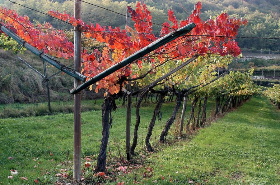 La Vigna Eccellente, Isera celebra il Marzemino