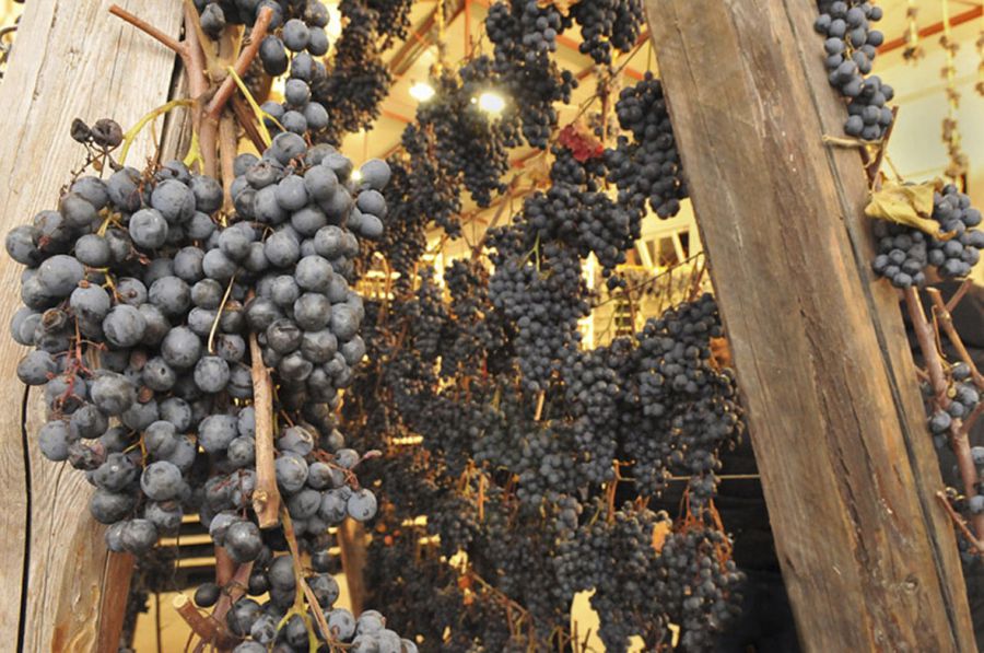 Appassimenti Aperti, viaggio nelle Marche alla scoperta della Vernaccia Nera