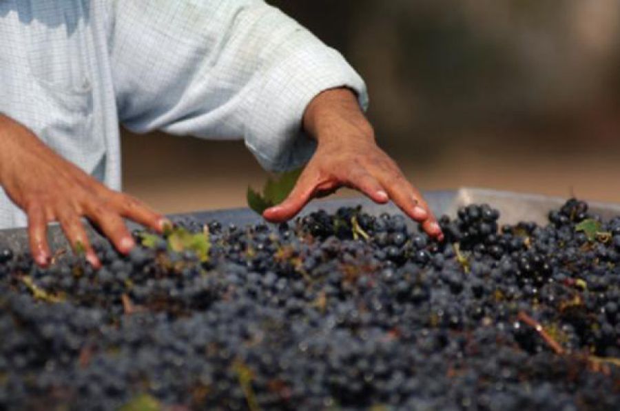 Vendemmia 2018: bilancio positivo nonostante il maltempo