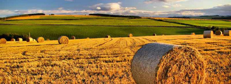 Nuova PAC: ecco la bozza del decreto attuativo del Mipaaf e il vademecum per gli agricoltori