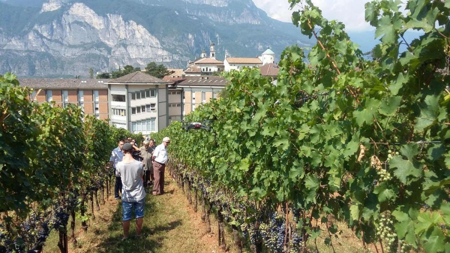 11 Giornata tecnica della vite e del vino