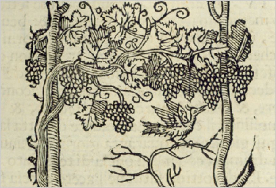 Nuovo Presidente Biblioteca Internazionale La Vigna