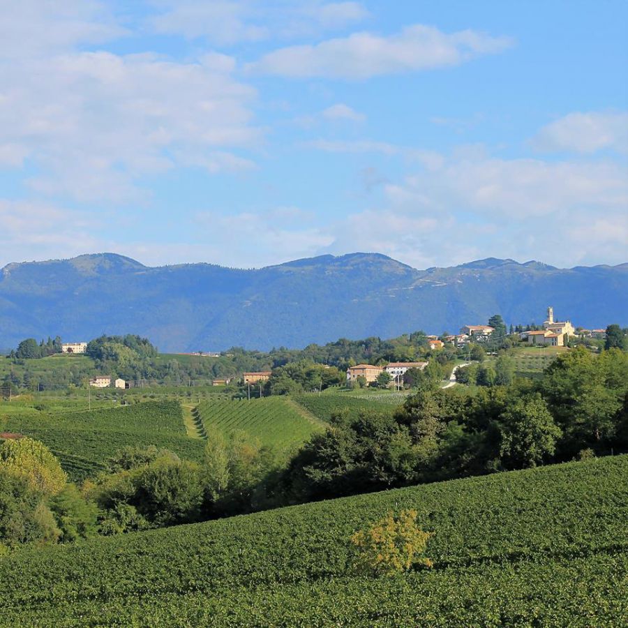 Viticoltura a San Pietro di Feletto 2019