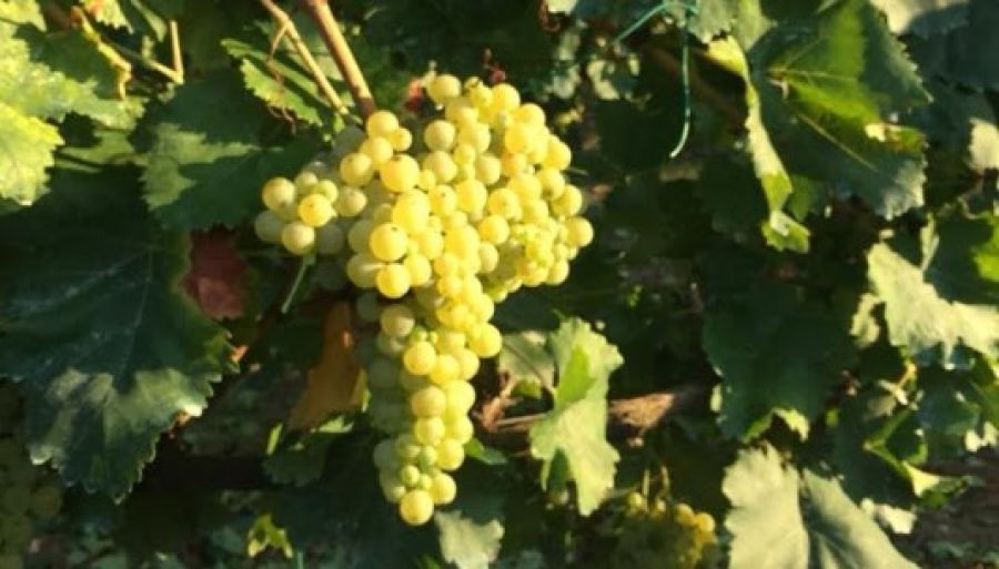 Frascati: la verità sulla vendemmia 2018