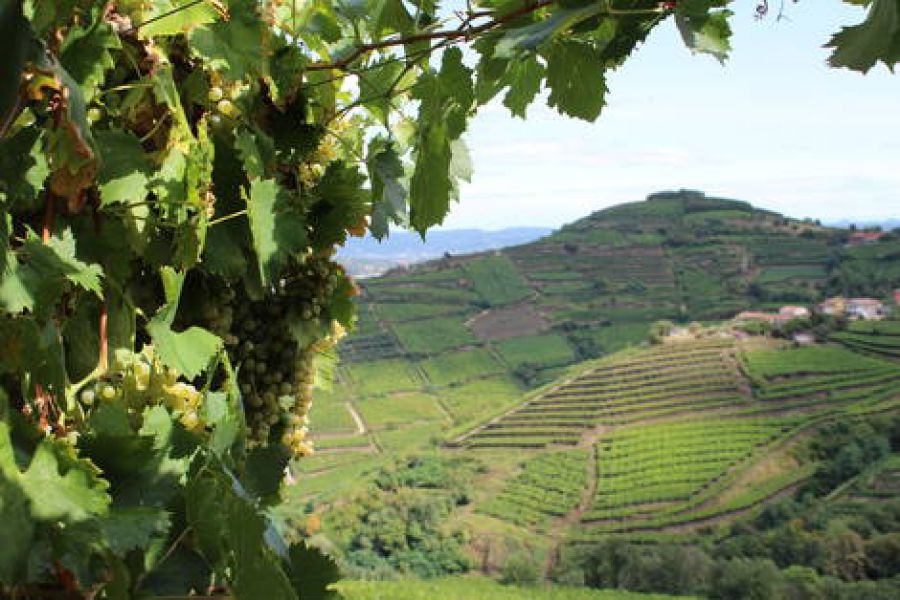 Alta formazione per manager del paesaggio agrario