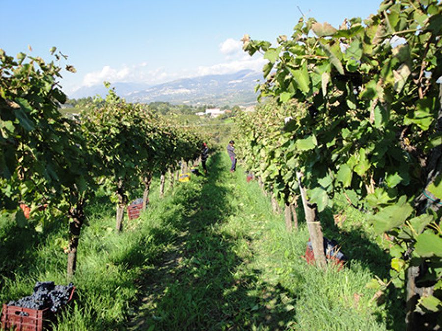 Le vigne all’ombra della Dormiente del Sannio
