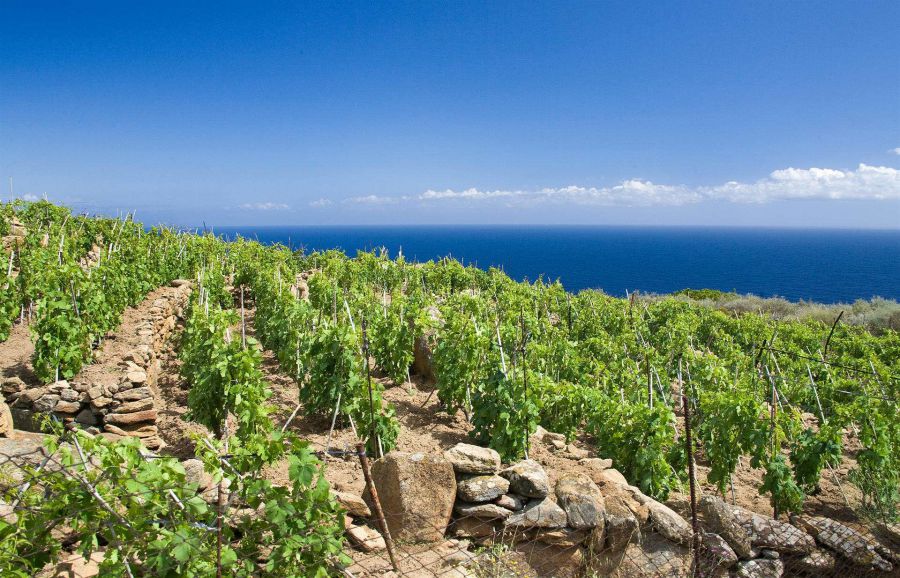 DOC Maremma Toscana alle Anteprime