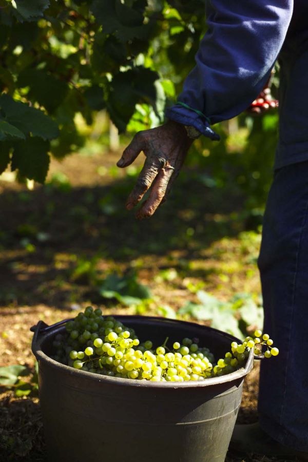 Vendemmia Val d’Oca, mai così generosa