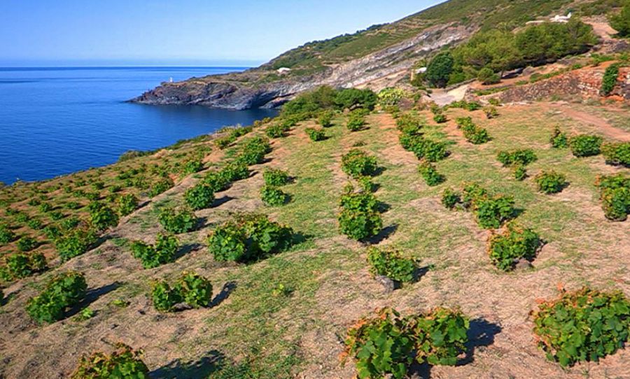 Tutto il sapore delle uve di Pantelleria
