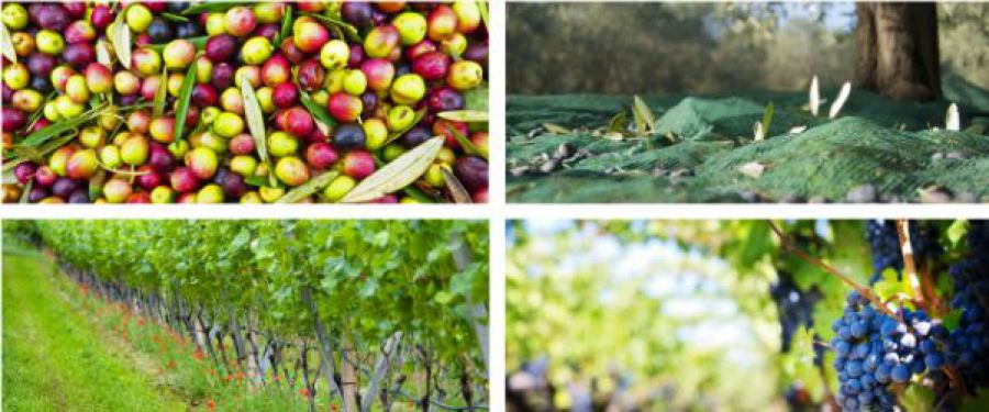 EnoliExpo alla Fiera del Levante