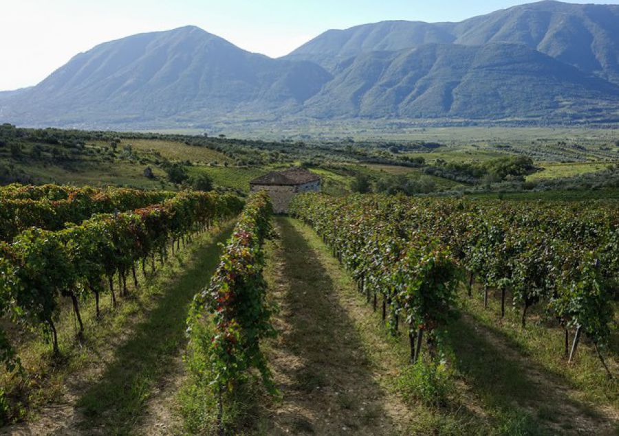 Sannio Falanghina: ora è tempo di BioWine